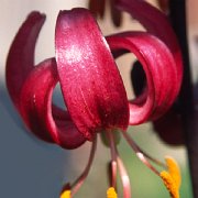 Leafland Wine - floret